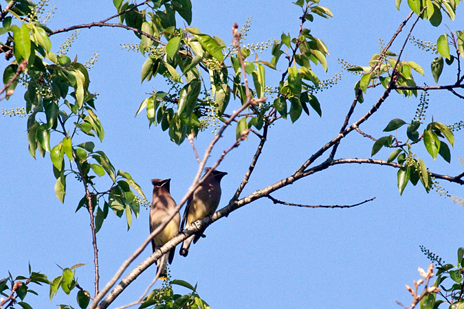 Cedar Waxwing, Jacksonville, Florida