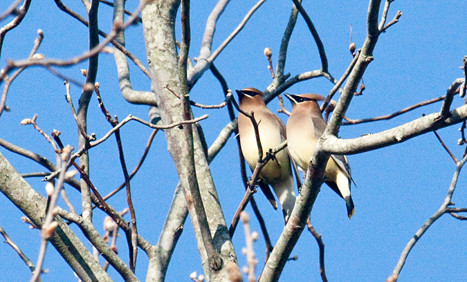 Cedar Waxwing, Jacksonville, Florida