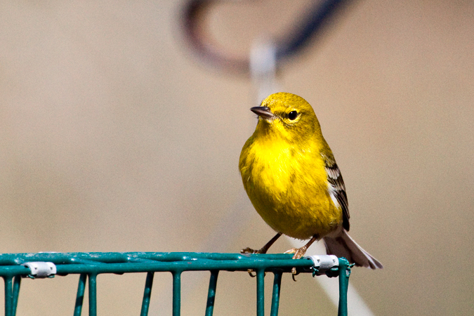 Pine Warbler, Jacksonville, Florida