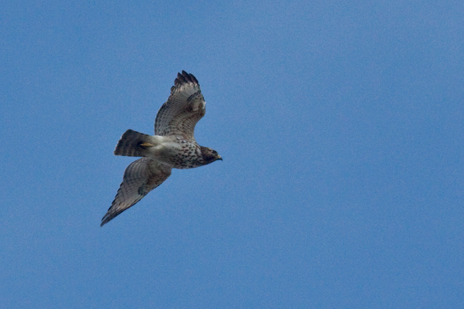 Red-shouldered Hawk, Jacksonville, Florida