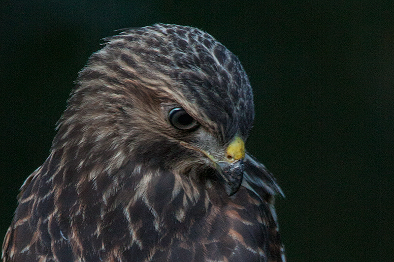 Red-shouldered Hawk, Jacksonville, Florida