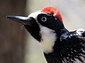 Acorn Woodpecker