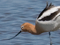 American Avocet