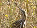 American Bittern