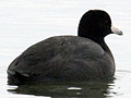 American Coot