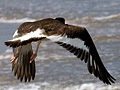 American Oystercatcher