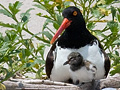 Nesting American Oystercatcher