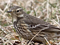 American Pipit