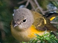 American Redstart