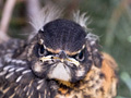 Nesting American Robin