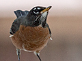 American Robin