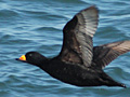 Black Scoter