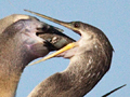 Anhinga Nestlings