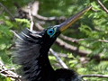 Anhinga