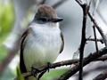 Ash-throated Flycatcher