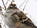 American Tree Sparrow