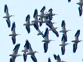 American White Pelican