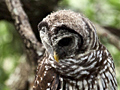 Barred Owl