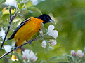 Baltimore Oriole