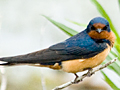 Barn Swallow