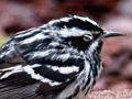 Black-and-white Warbler
