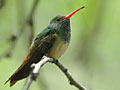 Buff-bellied Hummingbird