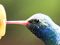 Broad-billed Hummingbird