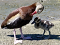Black-bellied Whistling-Ducks