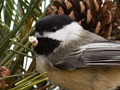 Black-capped Chickadee