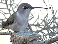 Black-chinned Hummingbird
