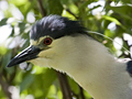 Black-crowned Night-Heron