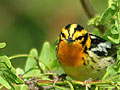 Blackburnian Warbler