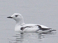 Black Guillemot