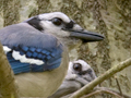 Blue Jay