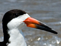 Black Skimmer