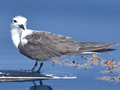 Black Tern