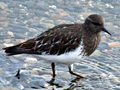 Black Turnstones