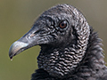Black Vulture