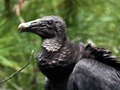 Black Vulture