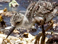 Immature Black-necked Stilt