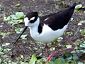 Black-necked Stilt