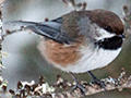Boreal Chickadee