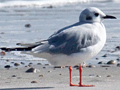 Bonaparte's Gull