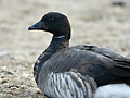 Brant