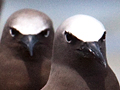 Brown Noddy
