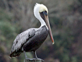 Brown Pelican