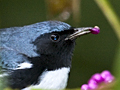 Black-throated Blue Warbler