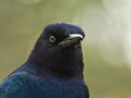Boat-tailed Grackle