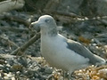 Black-tailed Gull