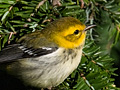 Black-throated Green Warbler